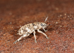 Eudiagogini