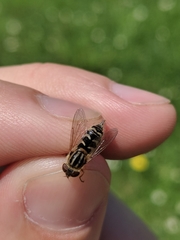 Anasimyia anausis