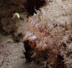 Stichopus