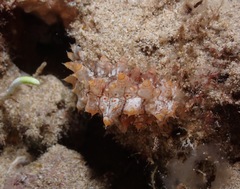 Stichopus