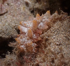 Stichopus