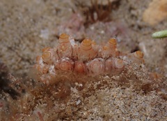 Stichopus