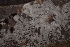 Pertusaria corallina