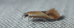 Batia lunaris