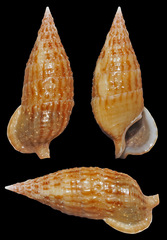 Cerithium pacificum