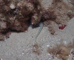Gymnothorax gracilicauda