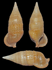 Cerithium pacificum