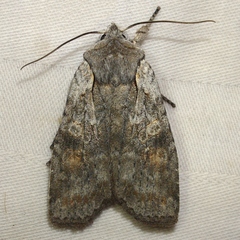 Lithophane antennata