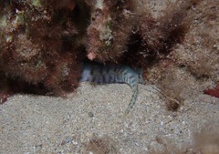 Gymnothorax gracilicauda