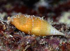 Cerithium pacificum
