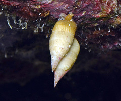 Cerithium pacificum