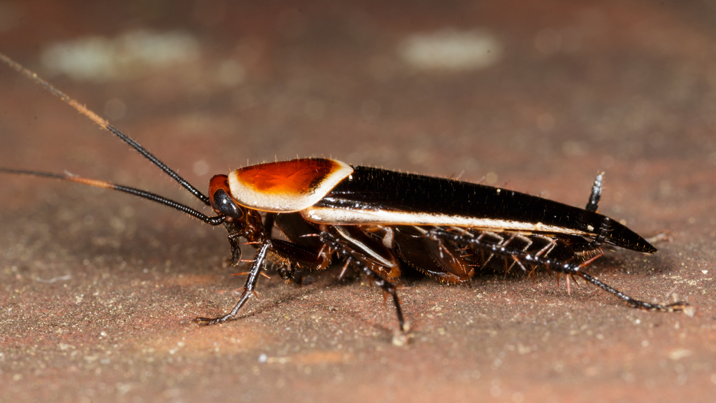 palebordered field cockroach