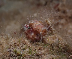 Dardanus gemmatus