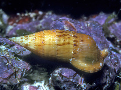 Cerithium pacificum