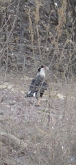 Caracara plancus