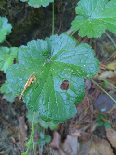 Image of Waldsteinia lobata by (c) Sam Taylor, some rights reserved (CC BY)