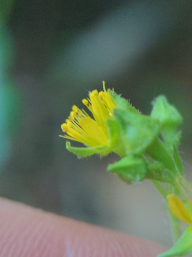 Image of Waldsteinia lobata by (c) Sam Taylor, some rights reserved (CC BY)