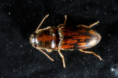 Conoderus bellus