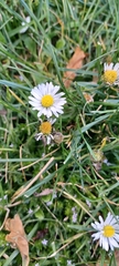 Bellis perennis