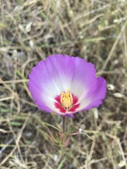 Clarkia gracilis albicaulis