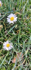 Bellis perennis