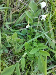 Solanum chacoense