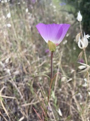 Clarkia gracilis albicaulis