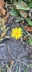 Taraxacum officinale