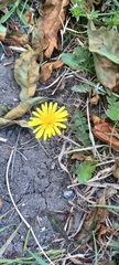 Taraxacum officinale