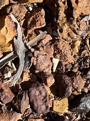 Tympanocryptis intima