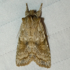 Lithophane bethunei