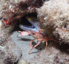 Gymnothorax rueppelliae