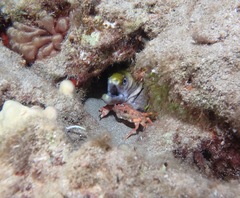 Gymnothorax rueppelliae
