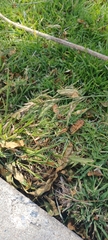 Bromus catharticus