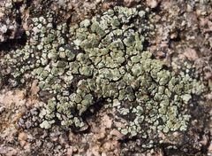 Lecanora intricata