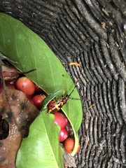 Trachyderes hilaris