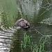 Rio Grande Beaver - Photo (c) bluemagic325, some rights reserved (CC BY-NC)