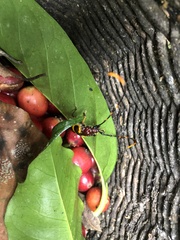 Trachyderes hilaris