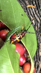 Trachyderes hilaris