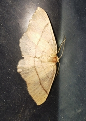 Cyclophora punctaria