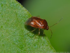 Monalocoris americanus