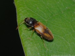 Horistonotus curiatus