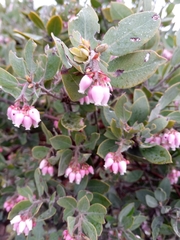 Arctostaphylos columbiana