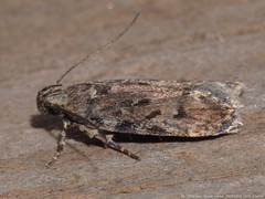 Chionodes pereyra