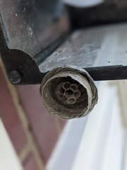 Hymenoptera