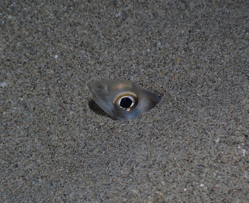 Large-eye conger (Ariosoma marginatum) — Congridae — 5