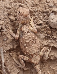 Tympanocryptis intima