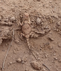 Tympanocryptis intima