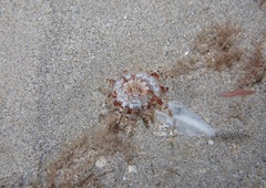 Isarachnanthus