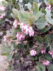 Arctostaphylos columbiana